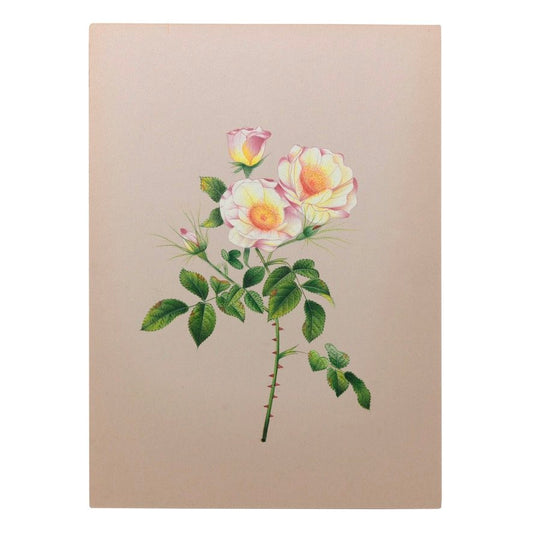 Yellow Rose