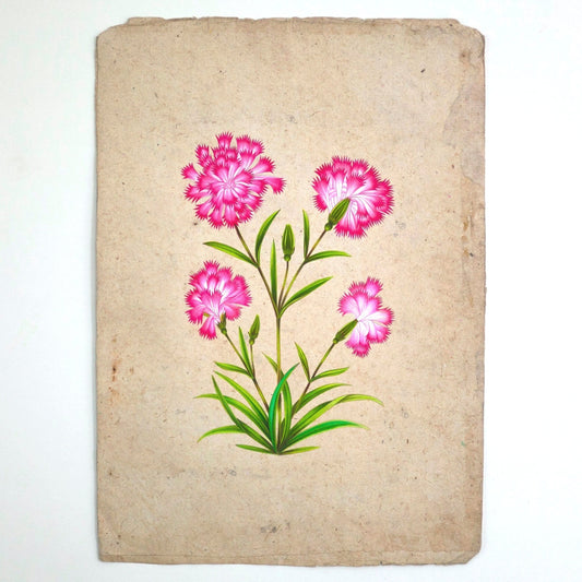 Pink Dianthus Flowers