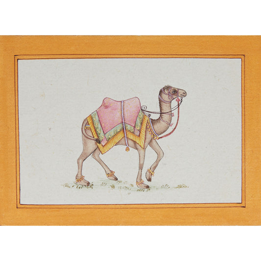 Camel