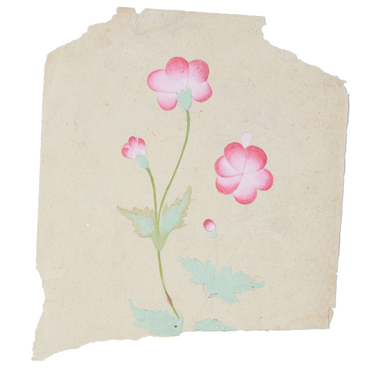 Anemone Pink